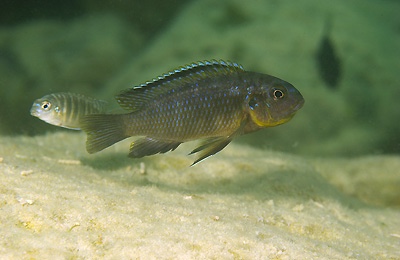 Tropheops sp. 'orange chest' Boadzulu Island